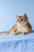 Xahar | british shorthair kitten