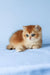 Xahar | british shorthair kitten