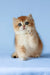 Xahar | british shorthair kitten