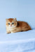 Xahar | british shorthair kitten