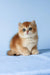 Xahar | british shorthair kitten