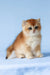 Xahar | british shorthair kitten
