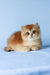 Xahar | british shorthair kitten