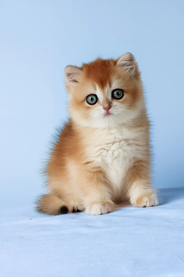 Xahar | british shorthair kitten