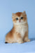 Xahar | british shorthair kitten