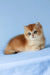 Xahar | british shorthair kitten