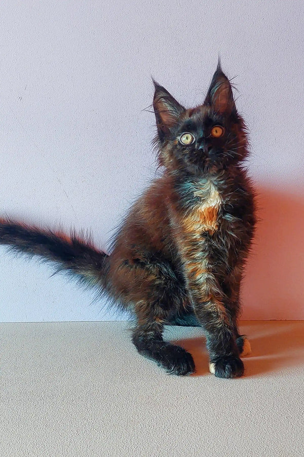 Fluffy dark Maine Coon kitten with striking eyes and adorable tufted ears