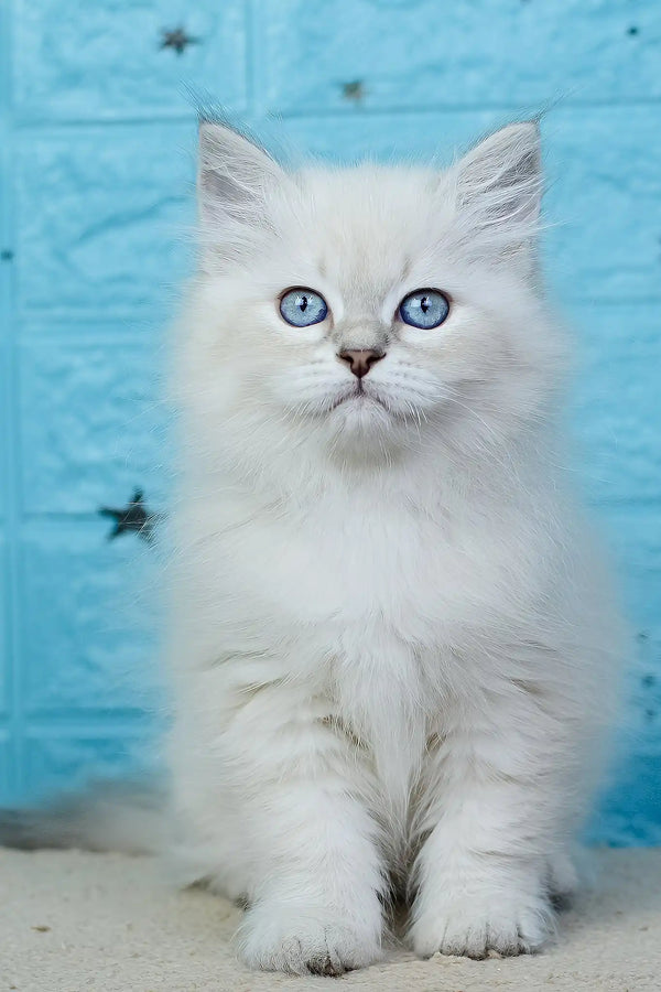 Adopt Xamanta Your Charming Siberian Kitten