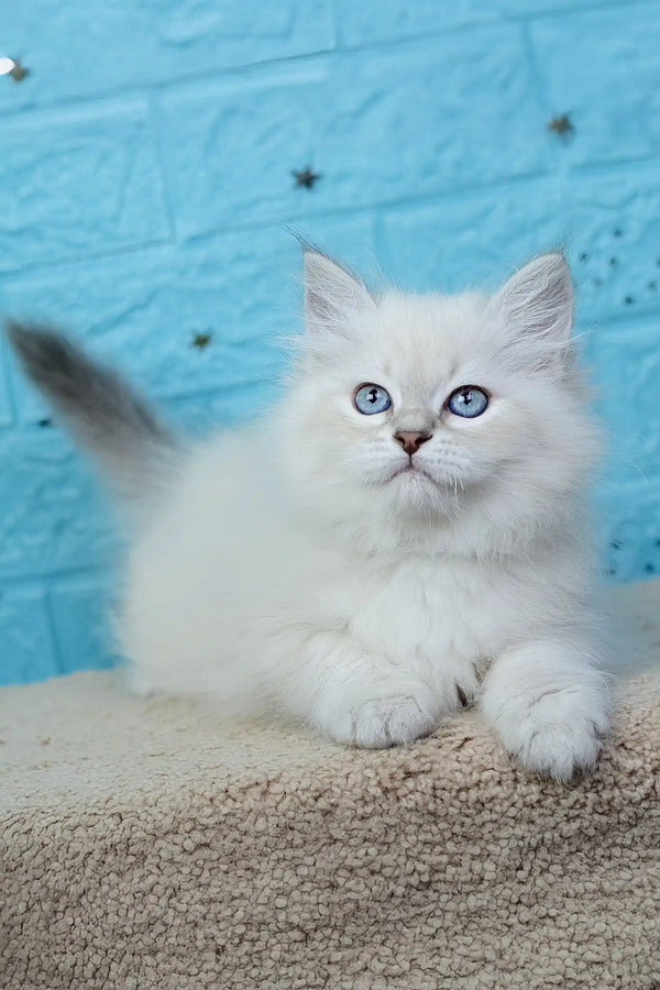 Xamanta | siberian kitten