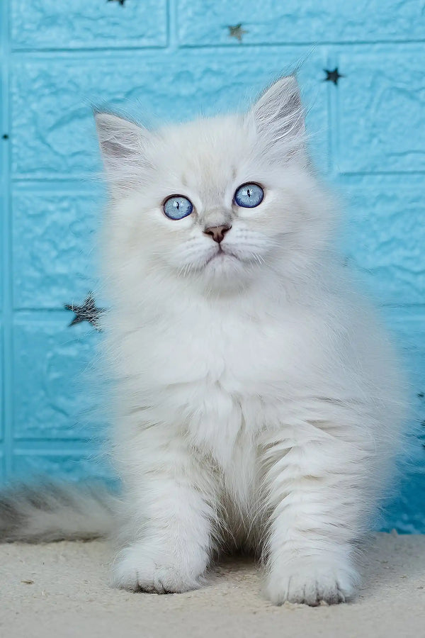 Xamanta | siberian kitten