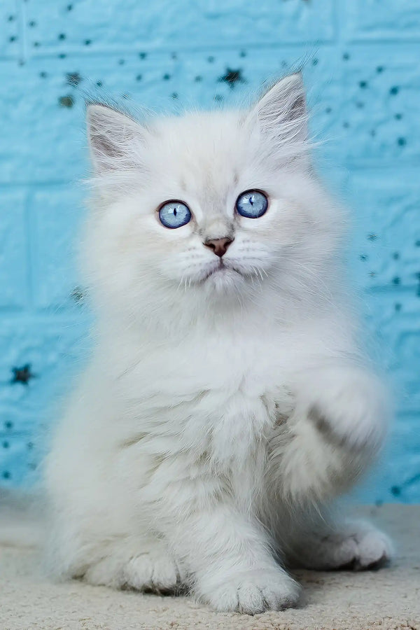 Xamanta | siberian kitten