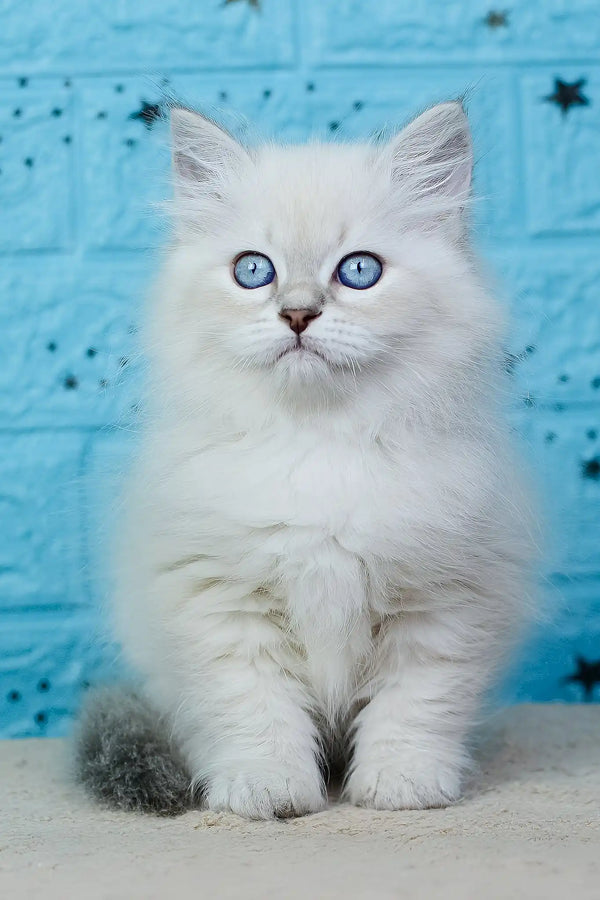 Xamanta | siberian kitten