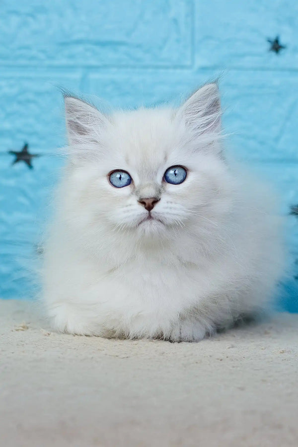 Xamanta | siberian kitten