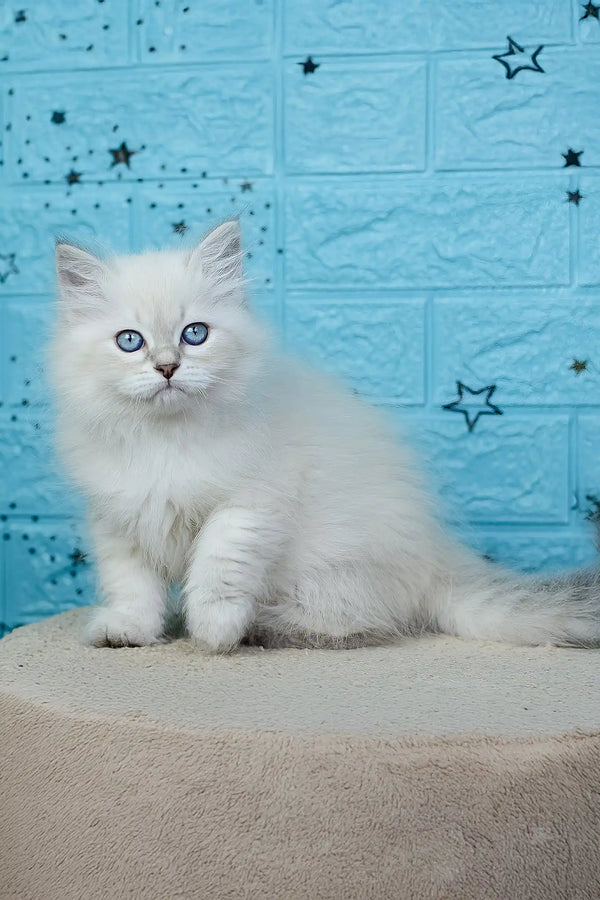 Xamanta | siberian kitten