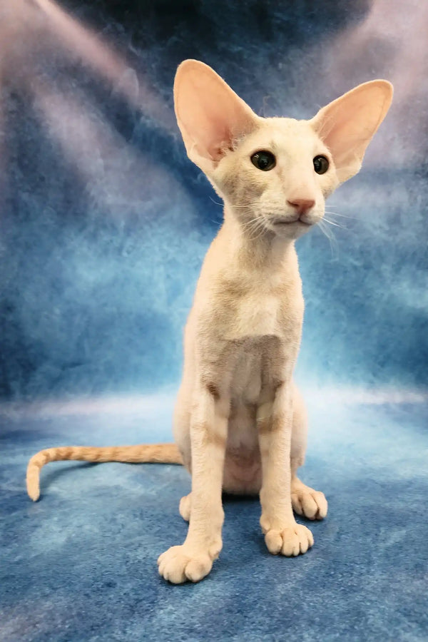 Xan | peterbald kitten