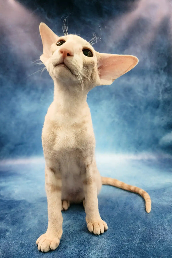 Xan | peterbald kitten