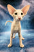 Xan | peterbald kitten