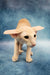Xan | peterbald kitten