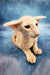 Xan | peterbald kitten