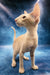 Xan | peterbald kitten