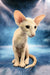 Xan | peterbald kitten