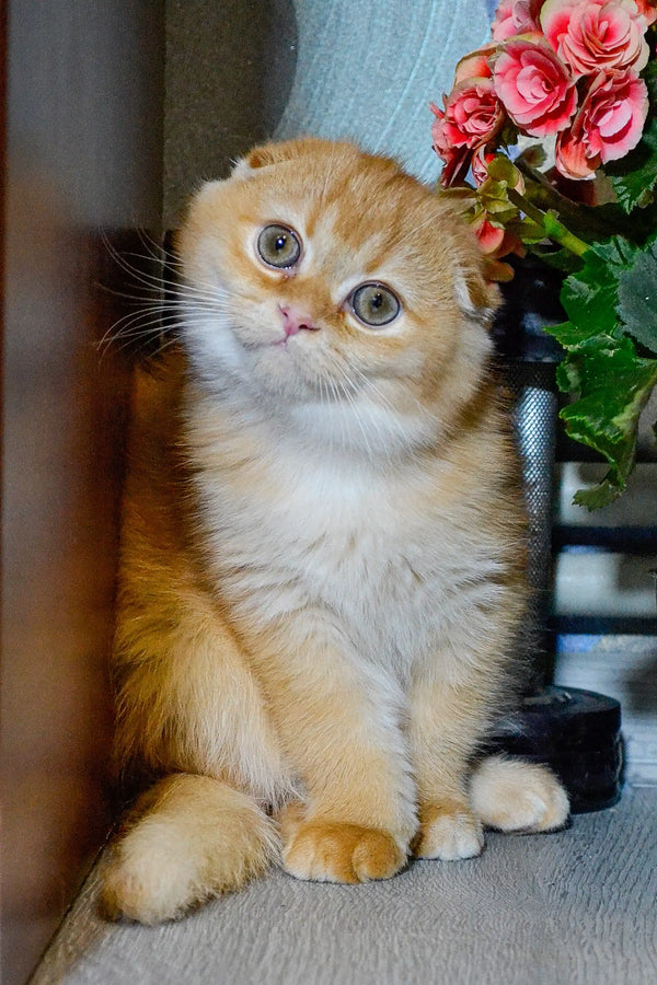 Adorable Scottish Fold kitten Xan with big eyes and cute folded ears