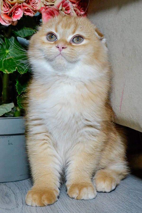 Fluffy cream Scottish Fold kitten with big blue eyes sitting upright