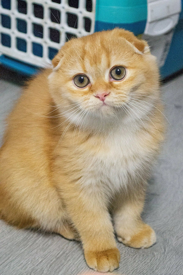 Fluffy orange Scottish Fold kitten Xan with big round eyes, super cute and cuddly!