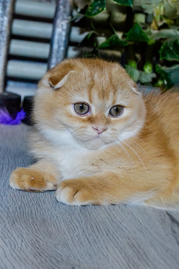 Scottish Fold kitten Xan with orange and white fur lounging cutely on a surface