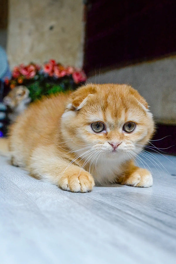 Scottish Fold kitten with orange fur and round face relaxing on a surface