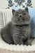 Xander | british shorthair kitten