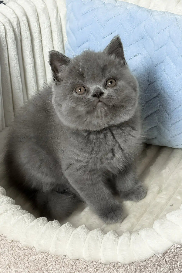 Xander | british shorthair kitten