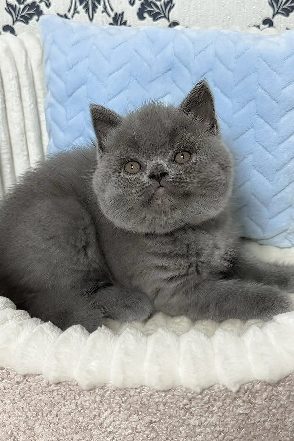 Xander | british shorthair kitten