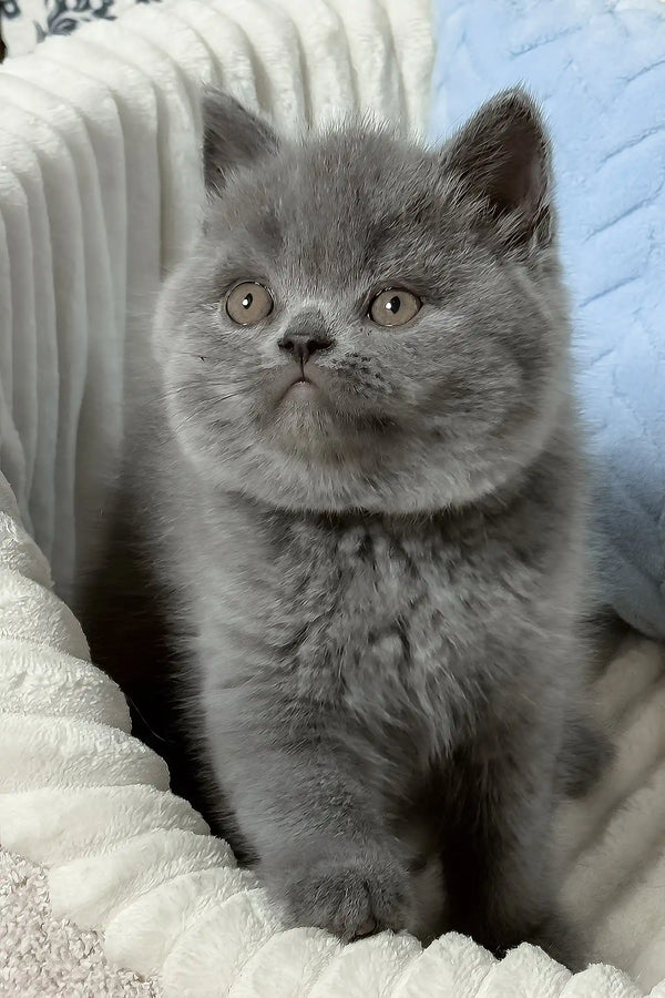 Xander | british shorthair kitten
