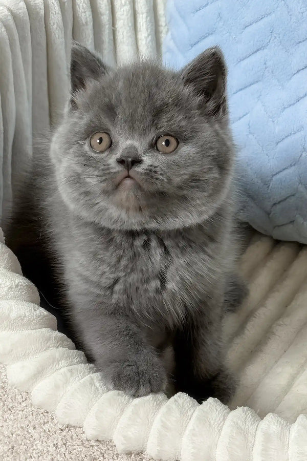 Xander | british shorthair kitten