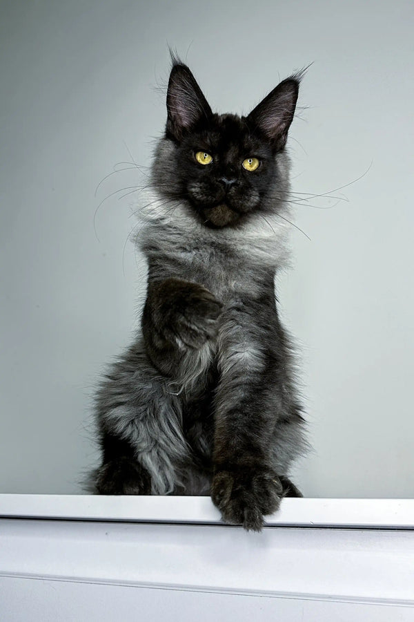 Majestic black Maine Coon kitten with fluffy coat and piercing yellow eyes