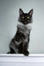 Long-haired black and gray Maine Coon kitten Xander sitting upright, adorable pose