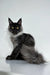 Fluffy Maine Coon kitten Xander with yellow eyes and a black-gray coat