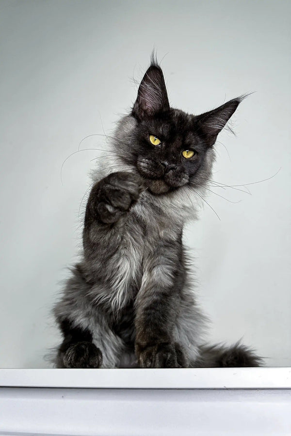 Fluffy gray Maine Coon kitten named Xander with striking yellow eyes