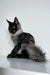 Long-haired black and white Maine Coon kitten Xander with a fluffy tail