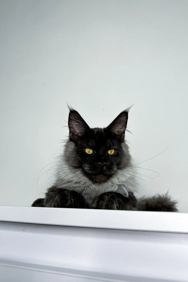 Black and gray Maine Coon kitten Xander with stunning yellow eyes
