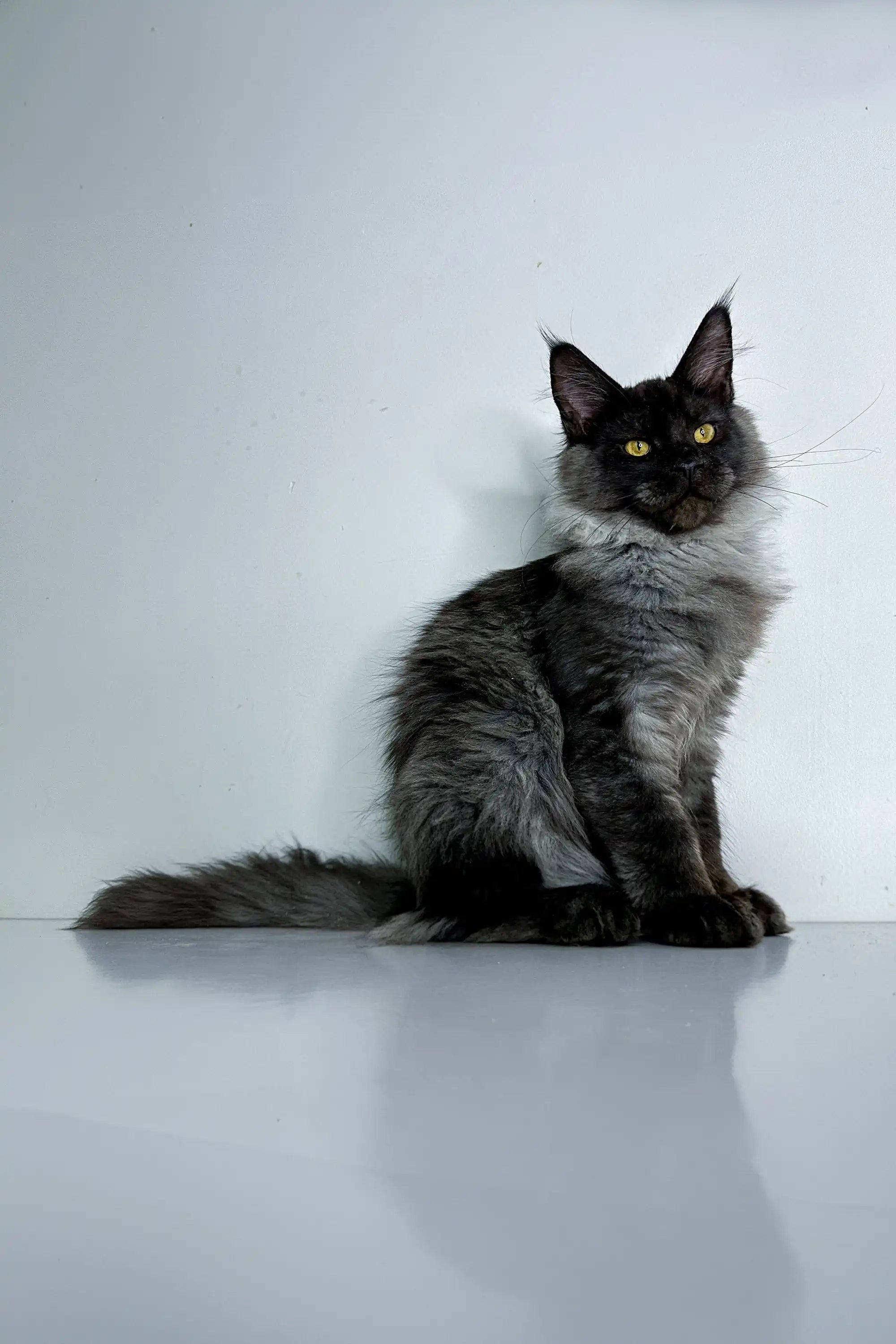 Maine Coon Kittens for Sale Xander | Kitten