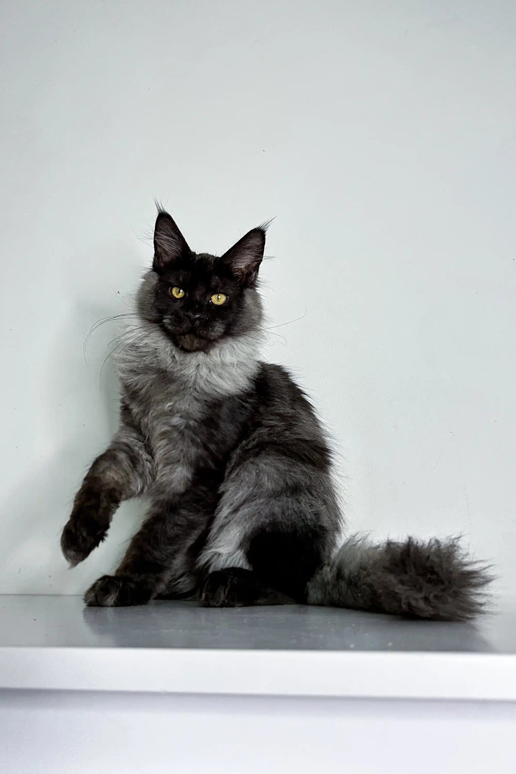 Maine Coon Kittens for Sale Xander | Kitten