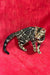 Bengal cat with unique marbled tabby pattern featured in Xandra Bengal Kitten product