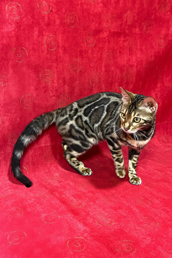 Bengal cat with unique marbled tabby pattern featured in Xandra Bengal Kitten product