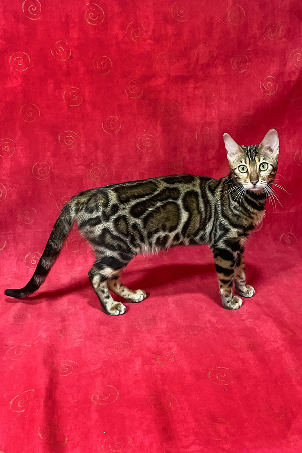 Bengal cat with a unique marble-patterned coat featured in Xandra Bengal Kitten