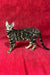 Bengal cat with a stunning marble coat standing sideways for Xandra Bengal Kitten