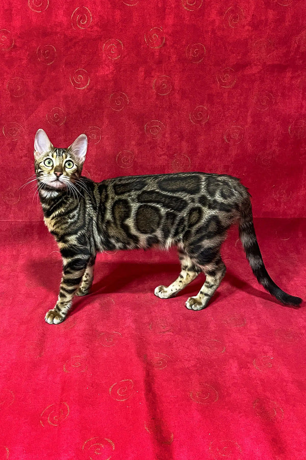 Bengal cat with a stunning marble coat standing sideways for Xandra Bengal Kitten