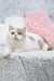 Cute bicolor cat from Xandria British Shorthair Kitten collection