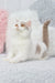 Cute white and tan cat from Xandria British Shorthair Kitten collection